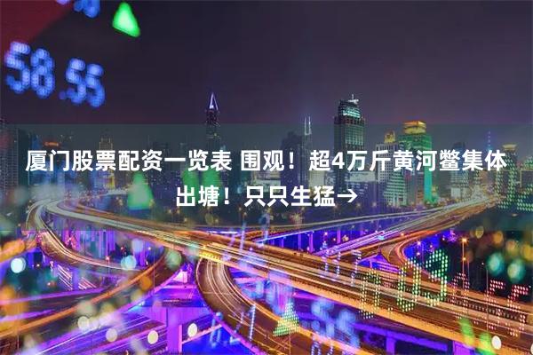 厦门股票配资一览表 围观！超4万斤黄河鳖集体出塘！只只生猛→